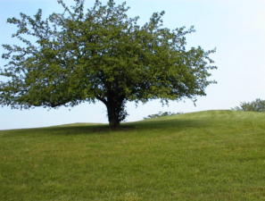 This photo was taken from the bottom of the hill.