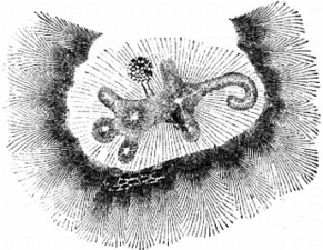 The survey map of Alligator Mound drawn by Stephen D. Peet in 1891.
