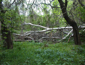 A downed tree near the path.