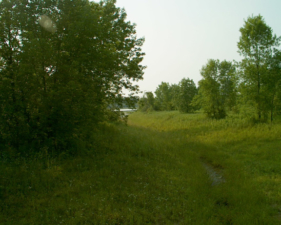 Looking out of the north window toward the pond.
