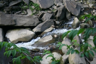 A closer look at Brandywine Creek.