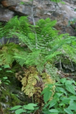 Lush vegetation filled the area around the falls.