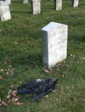 A dead crow was next to the stone of Private James P. Gee from Tennessee.