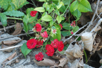 These roses were among the hold-outs from the park's better days.