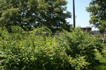 A fallen tree obstructed the view of this wall.