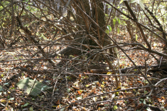 One of the remaining tombstones at the bottom left of the photo.