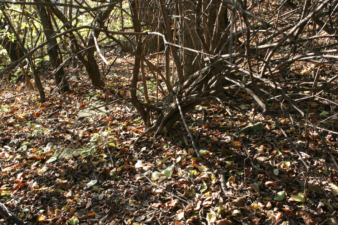 A couple of sandstone bases can be seen here among the brush.