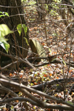 This stone leaning against a tree was the only thing left that resembled an actual tombstone.