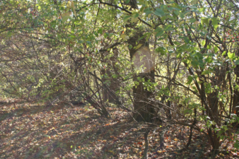 This was the area where we found most of the tombstone remnants of Dell Ruse Cemetery.