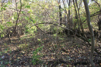 As you can see, the area was overgrown with brush.