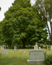 Look for the Allen tombstone from the road and walk straight back to the tree.