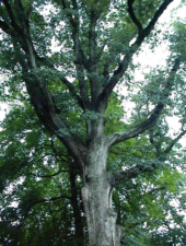 This is the legendary Whispering Oak Tree that dates back to when the fort occupied the site.