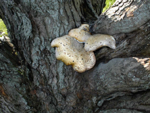 Some interesting fungi on a nearby tree.