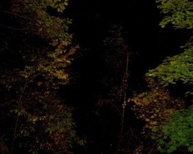 A photo of some trees in the park.