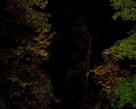 A photo of some trees in the park.