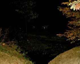 You can make out the picnic table in this photo.