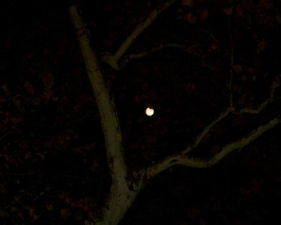 The full moon peeked through the limbs of the trees.