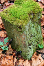This piece of wood was covered with moss.