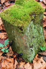 This piece of wood was covered with moss.