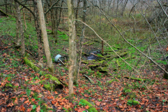 Green moss, ferns and other vegetation covered the ground along a creek west of the home sites.