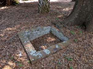 What was left of a cistern at the base of a large tree.