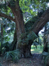 This huge tree near the cistern can probably recall the tower's construction.