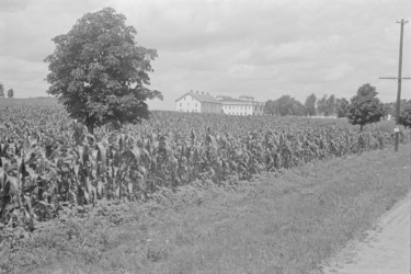 A couple of Hartman barns and a corn field circa 1938.