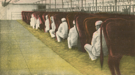 Another postcard shows the milking scene in the farm's dairy building.