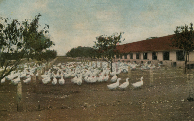 A 1908 postmarked postcard of ducks at Hartman Farm.