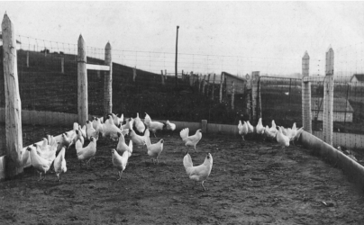 An undated photograph of the farm's poultry division.