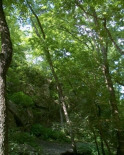 The pathway to the falls along the cliff was very steep. There is a boardwalk installed now, making the trek effortless.