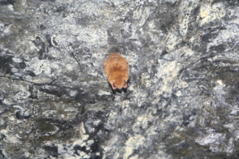 Haydenville Tunnel was officially closed to the public in 2014 and it now serves as a home to these little brown bats.