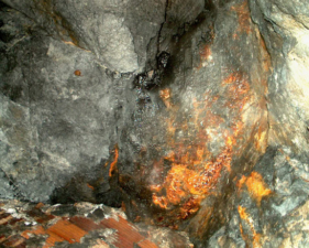 The ceiling at one point in the tunnel was home to a little brown bat.