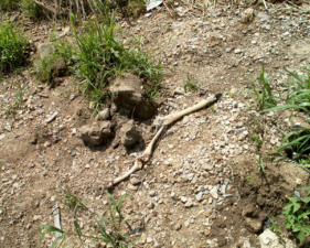 The deer's leg had been pulled away from the rest of its body.