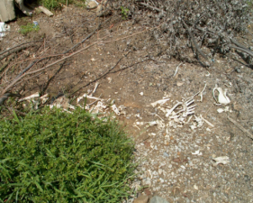 A few of the many bones that were scattered around the parking lot.