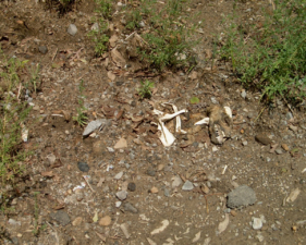 The remains of some kind of canine, perhaps a coyote.