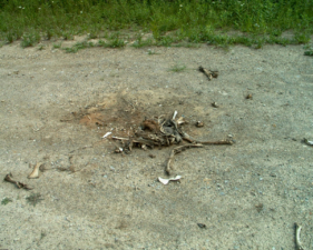 The remains of this deer was almost completely decomposed.