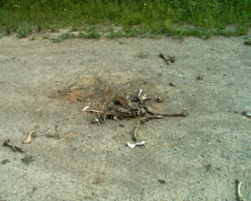 The remains of this deer was almost completely decomposed.