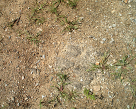 Some of the remaining asphalt in the parking lot.