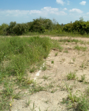 Another look at the cement curb.