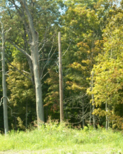 There was a wooded area behind the rest stop.
