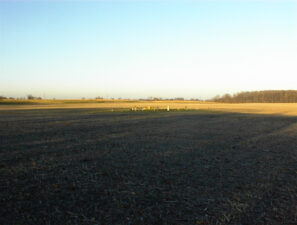 Landes (Plum Travis) Cemetery as seen from Lockbourne Road. You can barely see the tombstones.