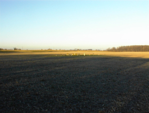 Landes (Plum Travis) Cemetery as seen from Lockbourne Road. You can barely see the tombstones.