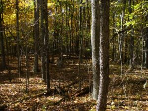 Mony of the graves were unmarked and beneath these leaves.