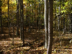 Mony of the graves were unmarked and beneath these leaves.