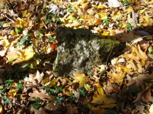 A piece of broken tombstone in the leaves.