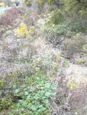 This overgrown ditch along Canal Road used to be the canal bed.