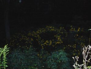 There were lots of wildflowers in the canal bed.
