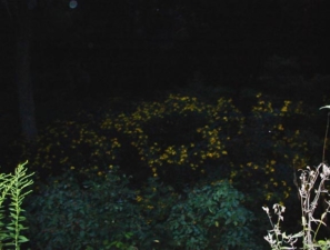 There were lots of wildflowers in the canal bed.