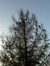 A naked pine tree near Lockville Park.